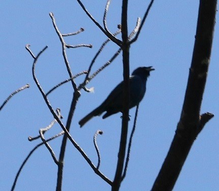 Passerin indigo - ML619867735