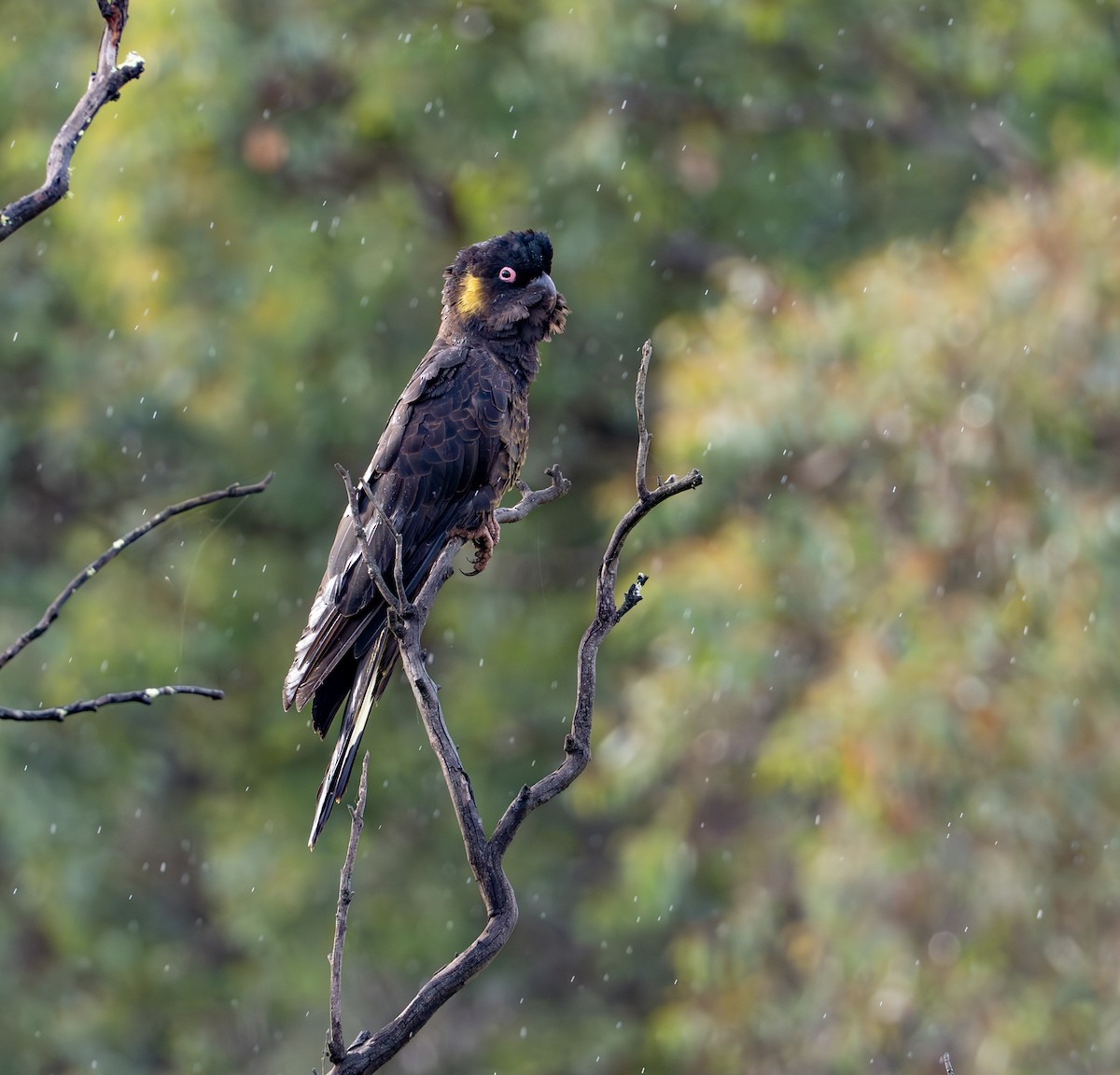 Cacatúa Fúnebre Coliamarilla - ML619867741