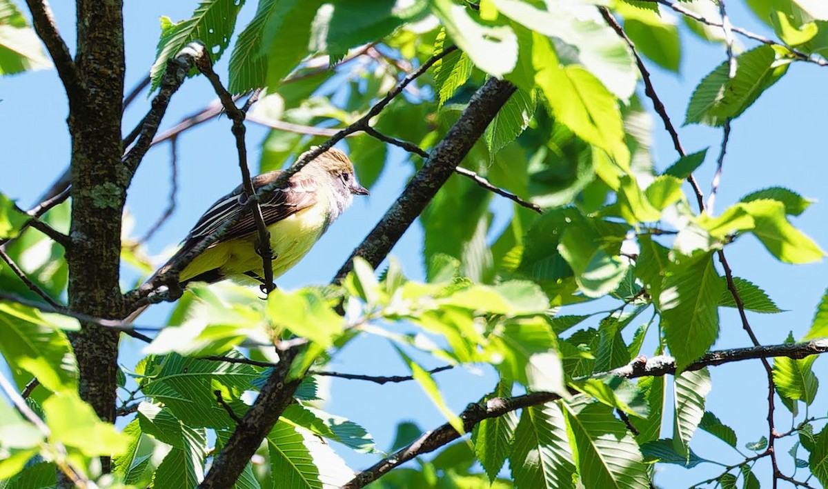 Great Crested Flycatcher - ML619867764