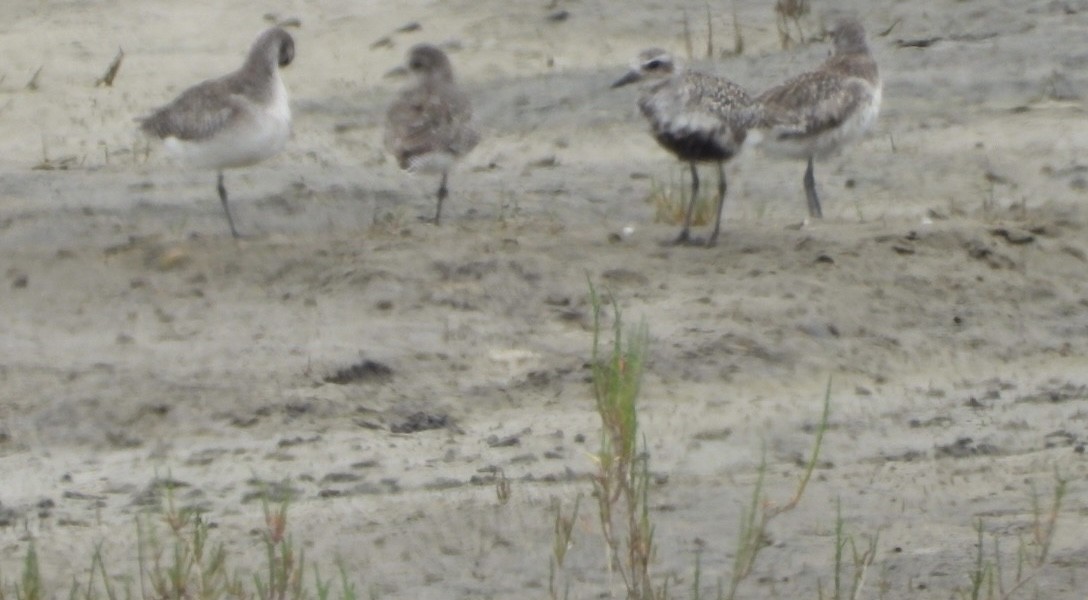 Black-bellied Plover - ML619867805