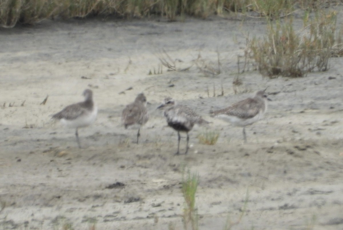 Black-bellied Plover - ML619867806