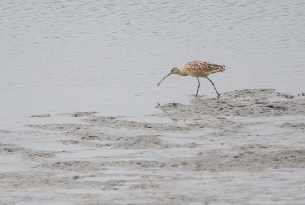 Long-billed Curlew - ML619867809