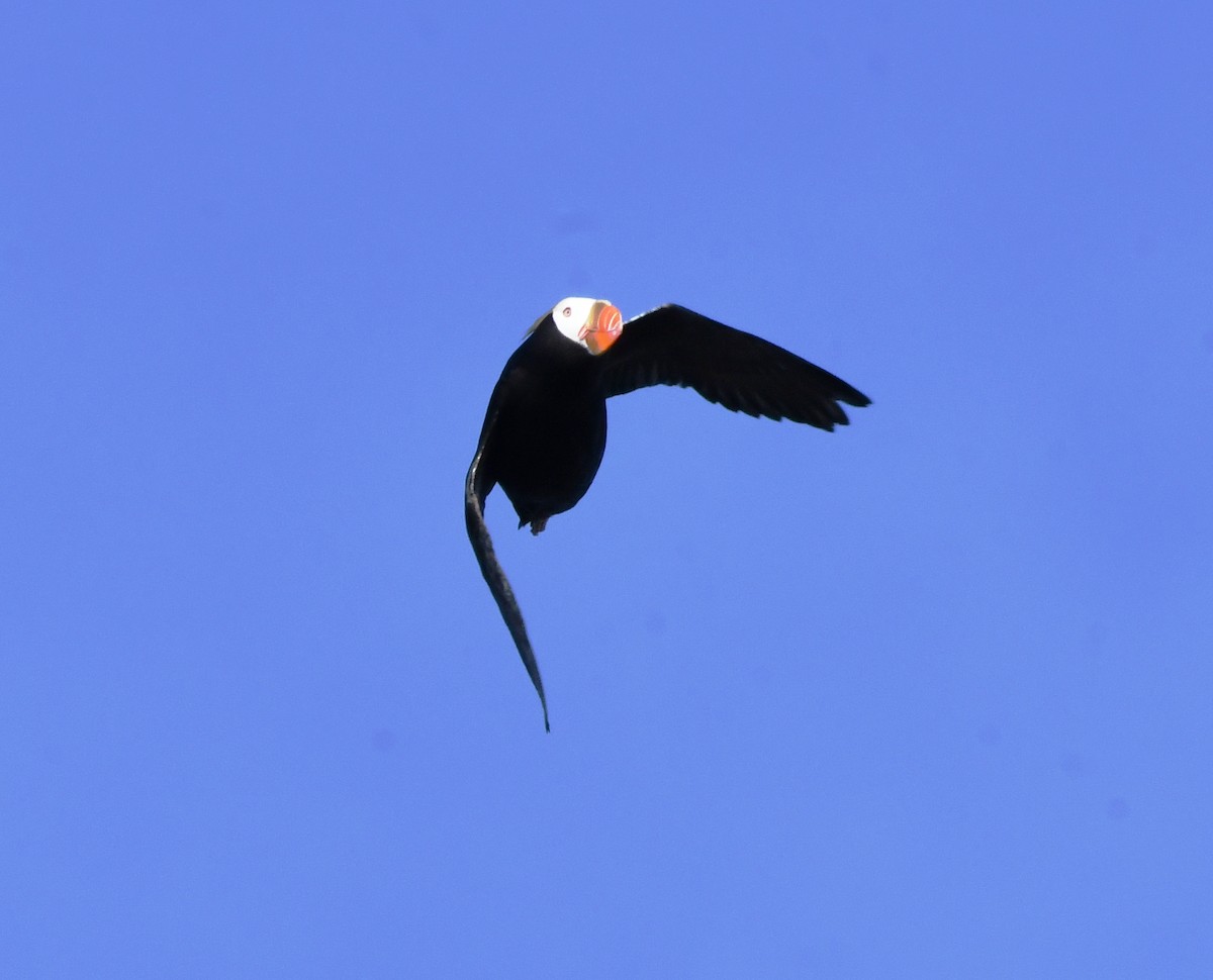 Tufted Puffin - ML619867828