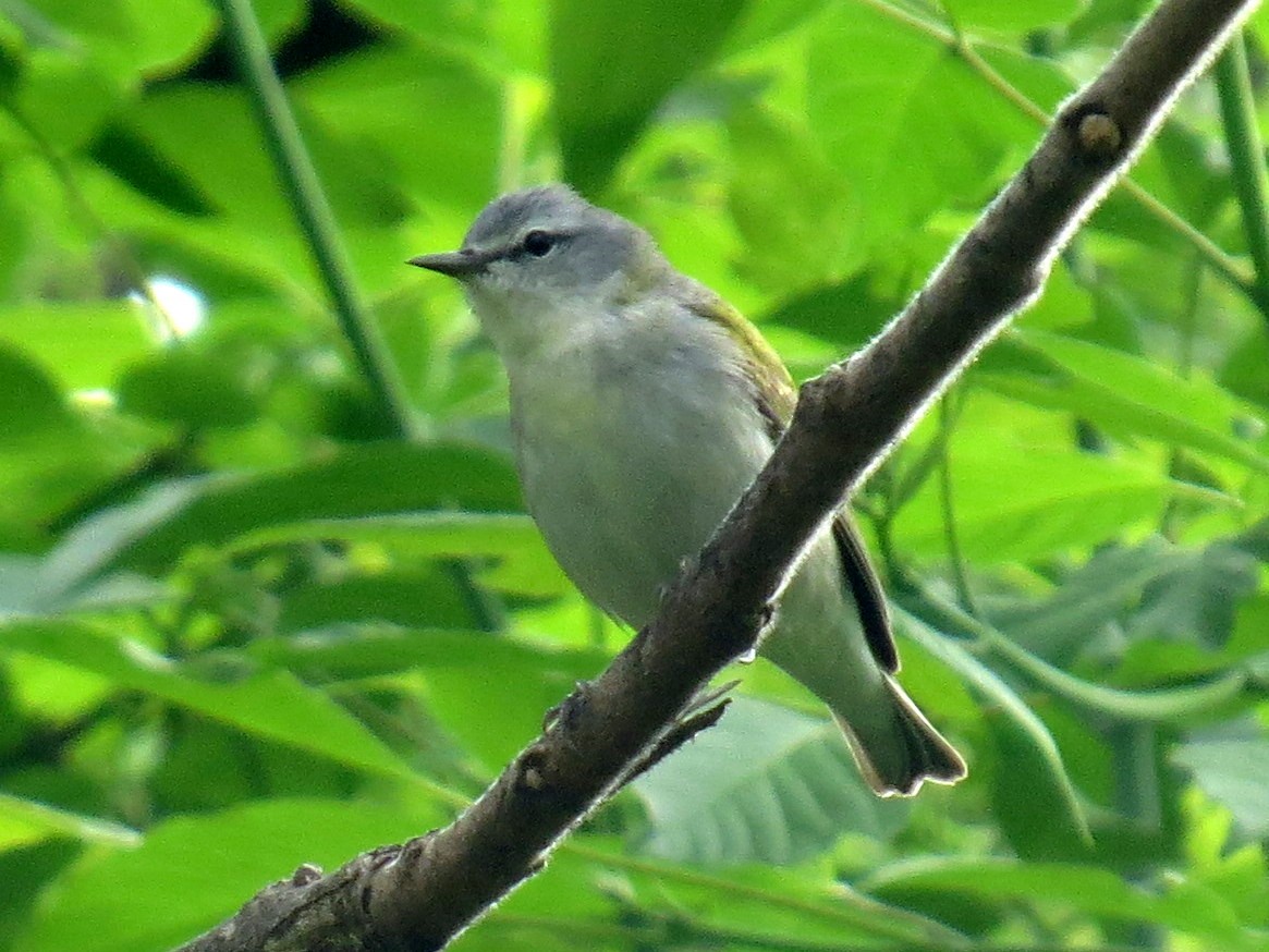 Tennessee Warbler - ML619867838