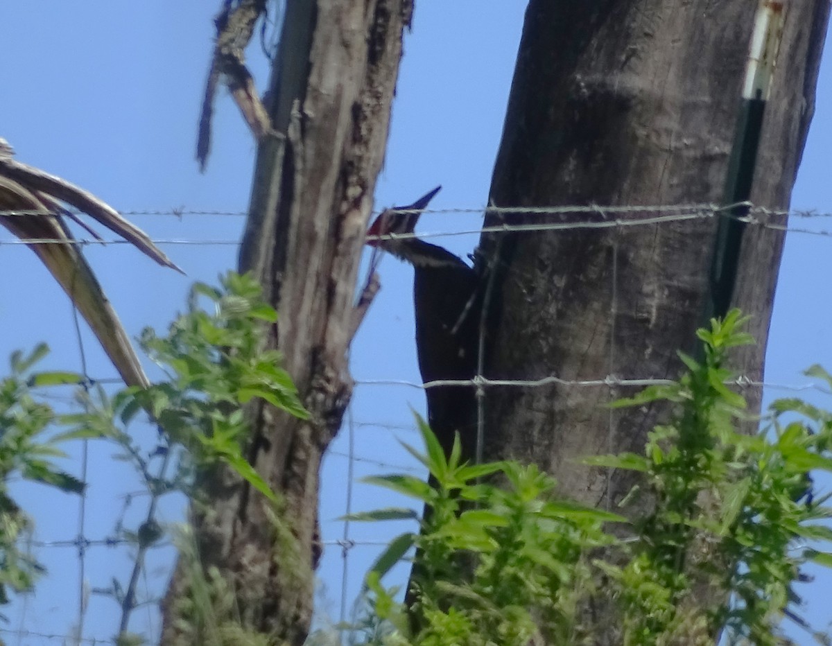 Pileated Woodpecker - ML619867840