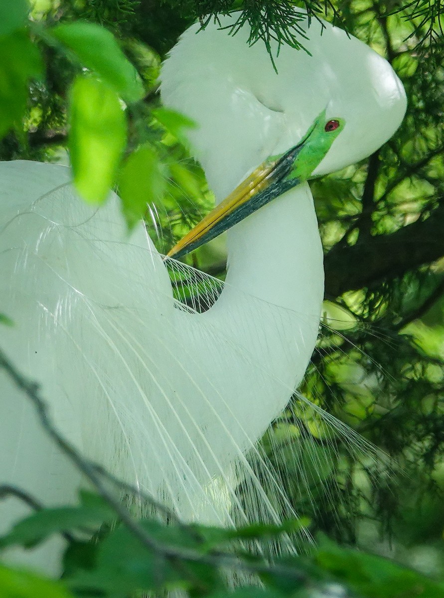 Great Egret - ML619867852