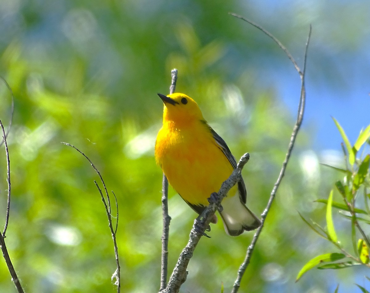 Prothonotary Warbler - ML619867864