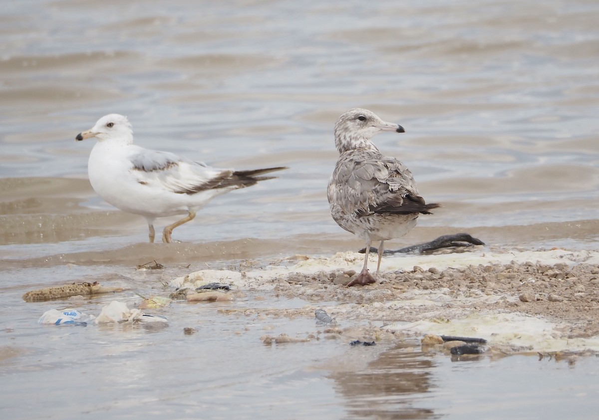 Gaviota Californiana - ML619867882