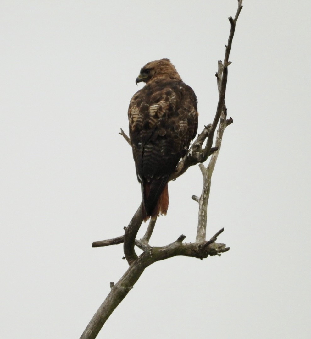 Red-tailed Hawk - ML619867886