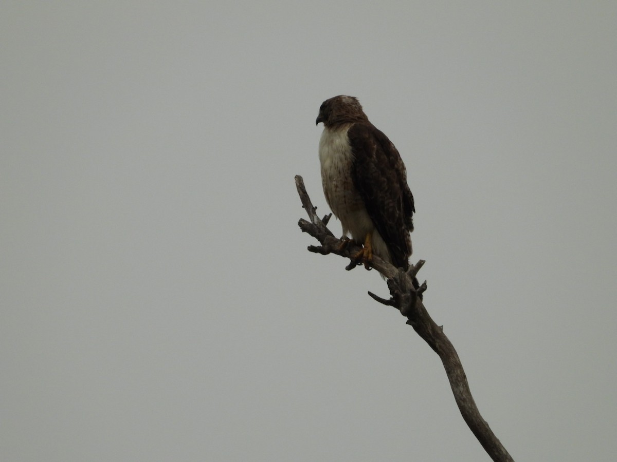 Red-tailed Hawk - ML619867887