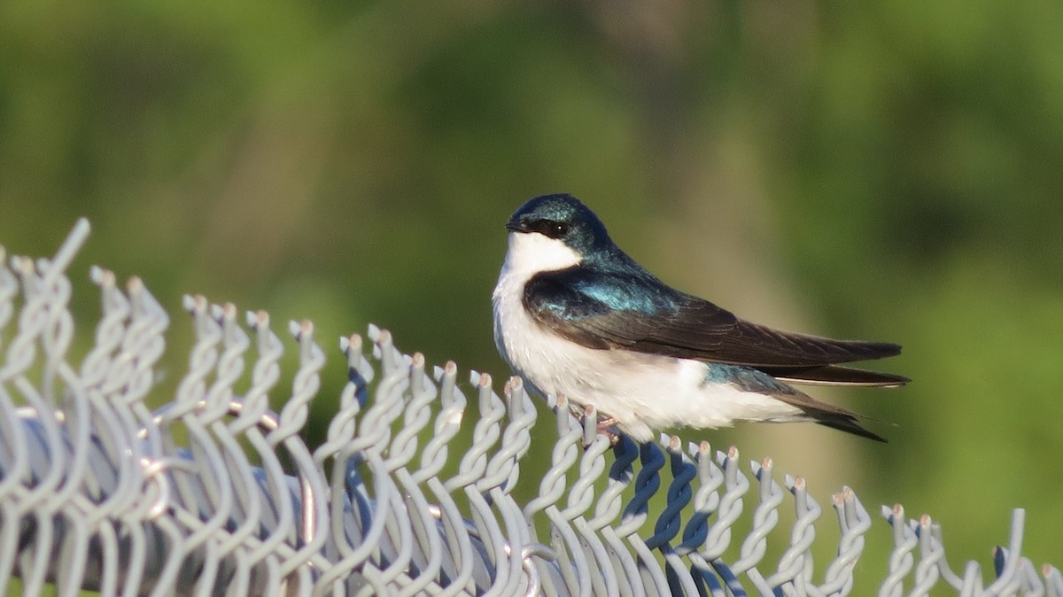 Tree Swallow - ML619867911