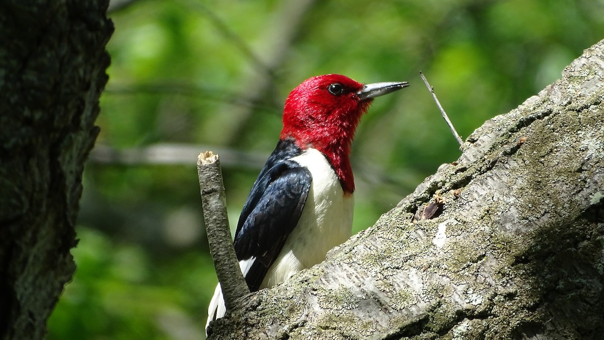 Red-headed Woodpecker - ML619867913