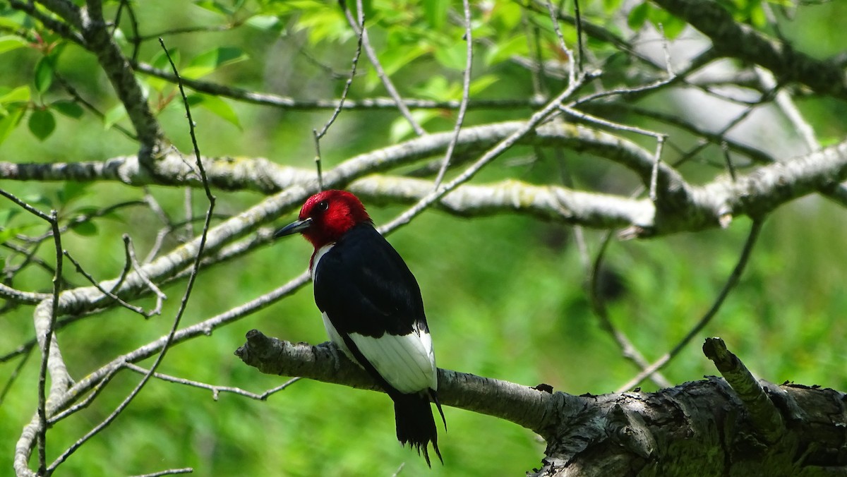 Red-headed Woodpecker - ML619867915