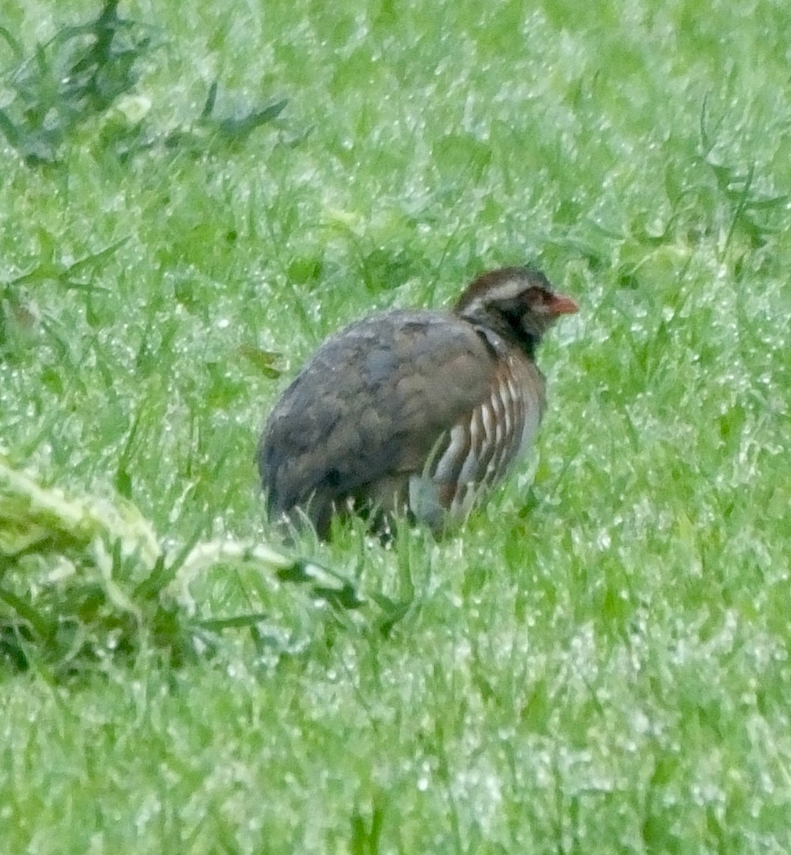 Red-legged Partridge - ML619867918