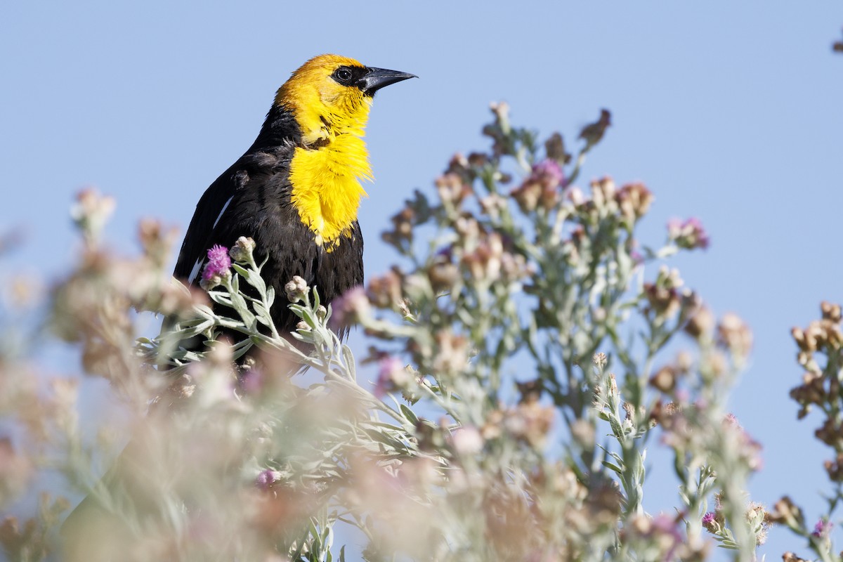 Yellow-headed Blackbird - ML619867927