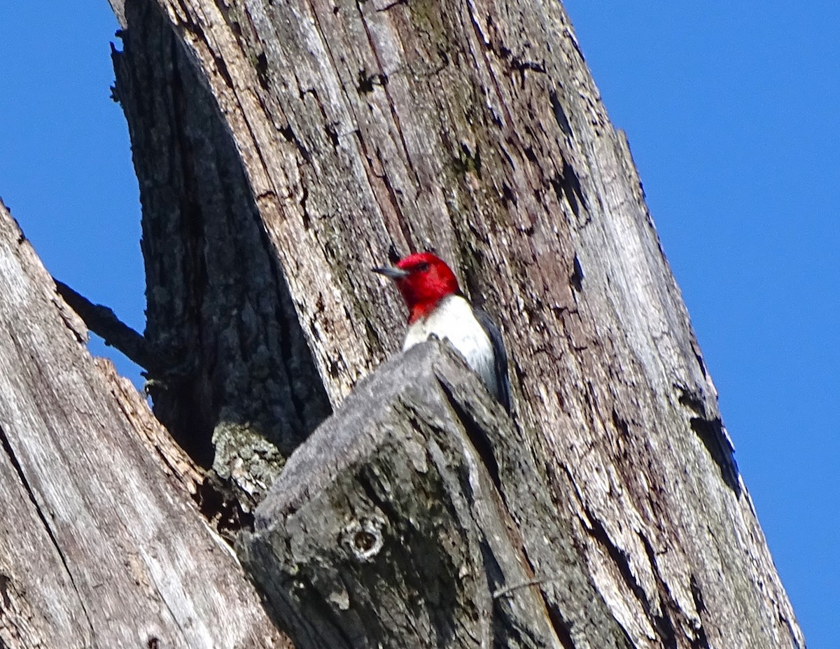Red-headed Woodpecker - ML619867928