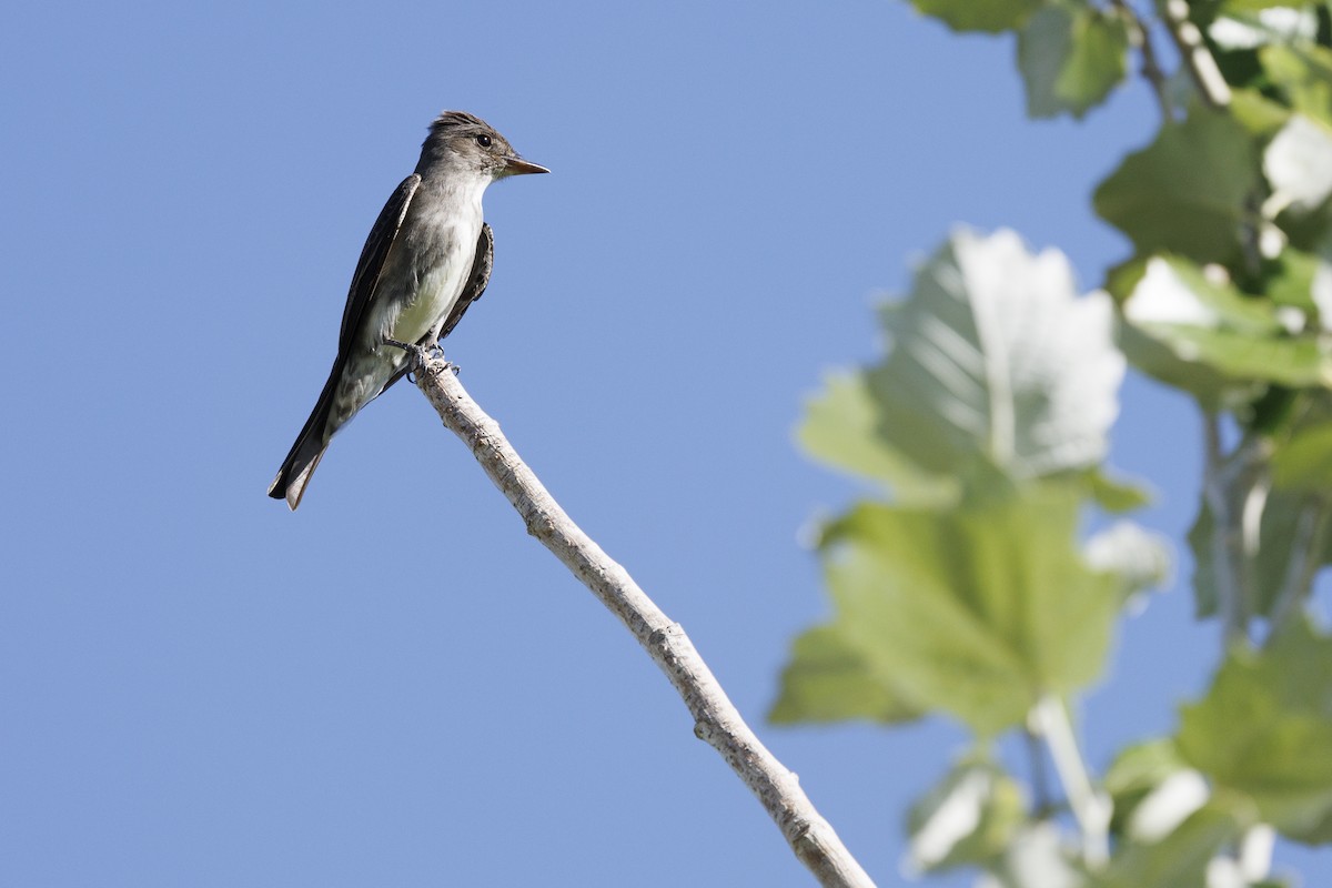 Olive-sided Flycatcher - ML619867935