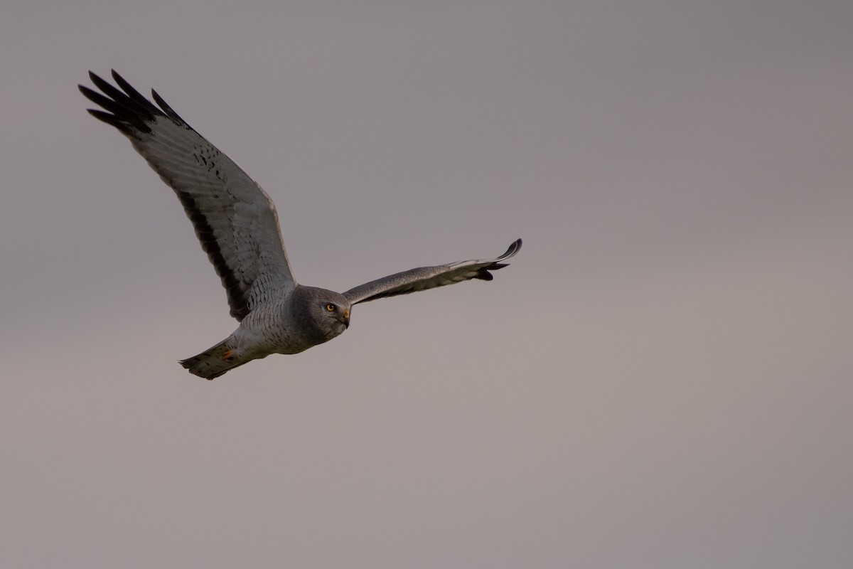 Northern Harrier - ML619867943