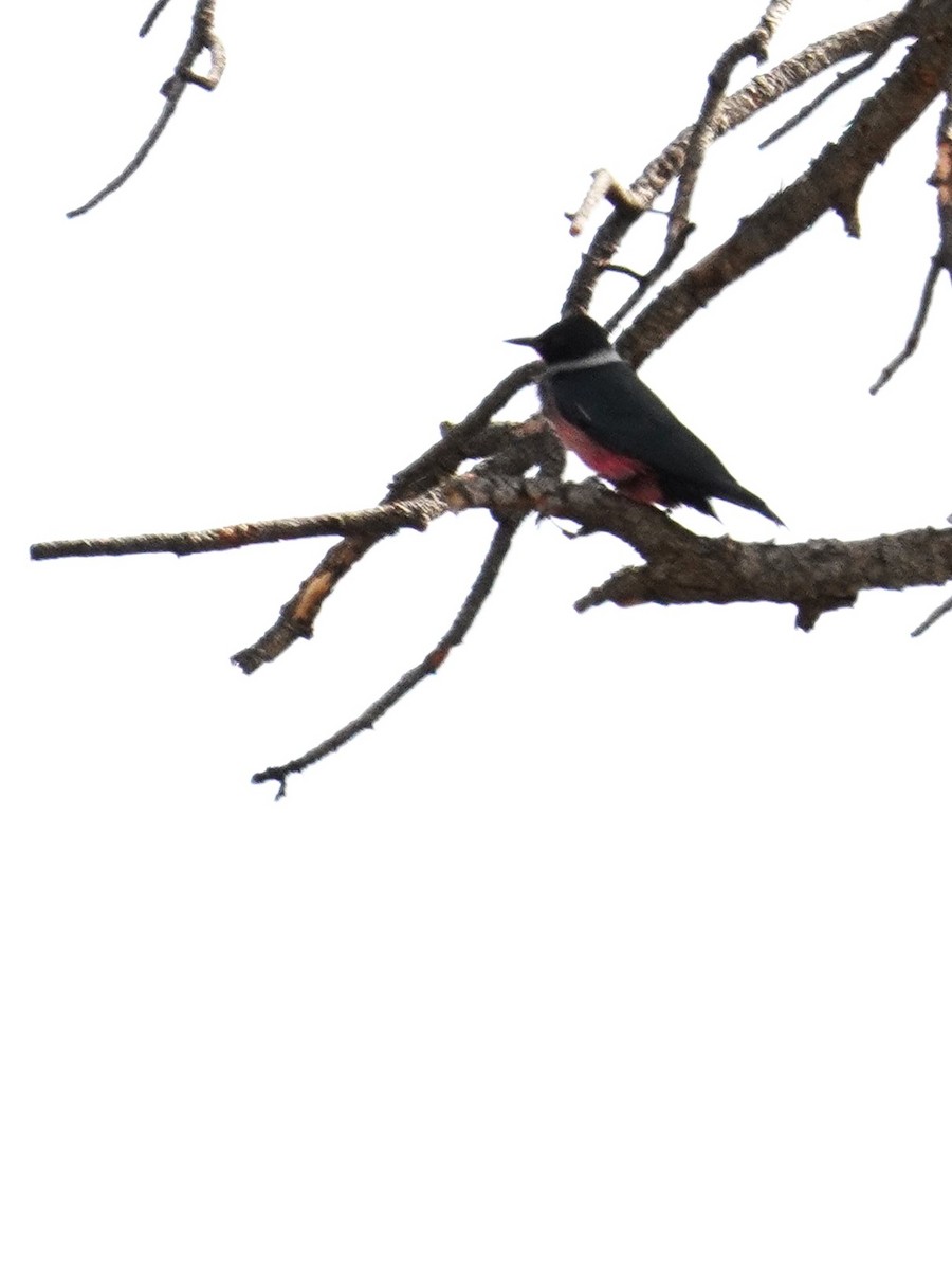 Lewis's Woodpecker - ML619867947