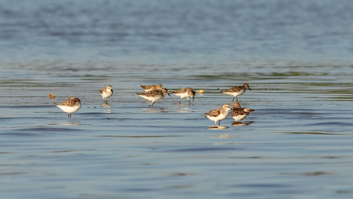 Semipalmated Sandpiper - ML619867955