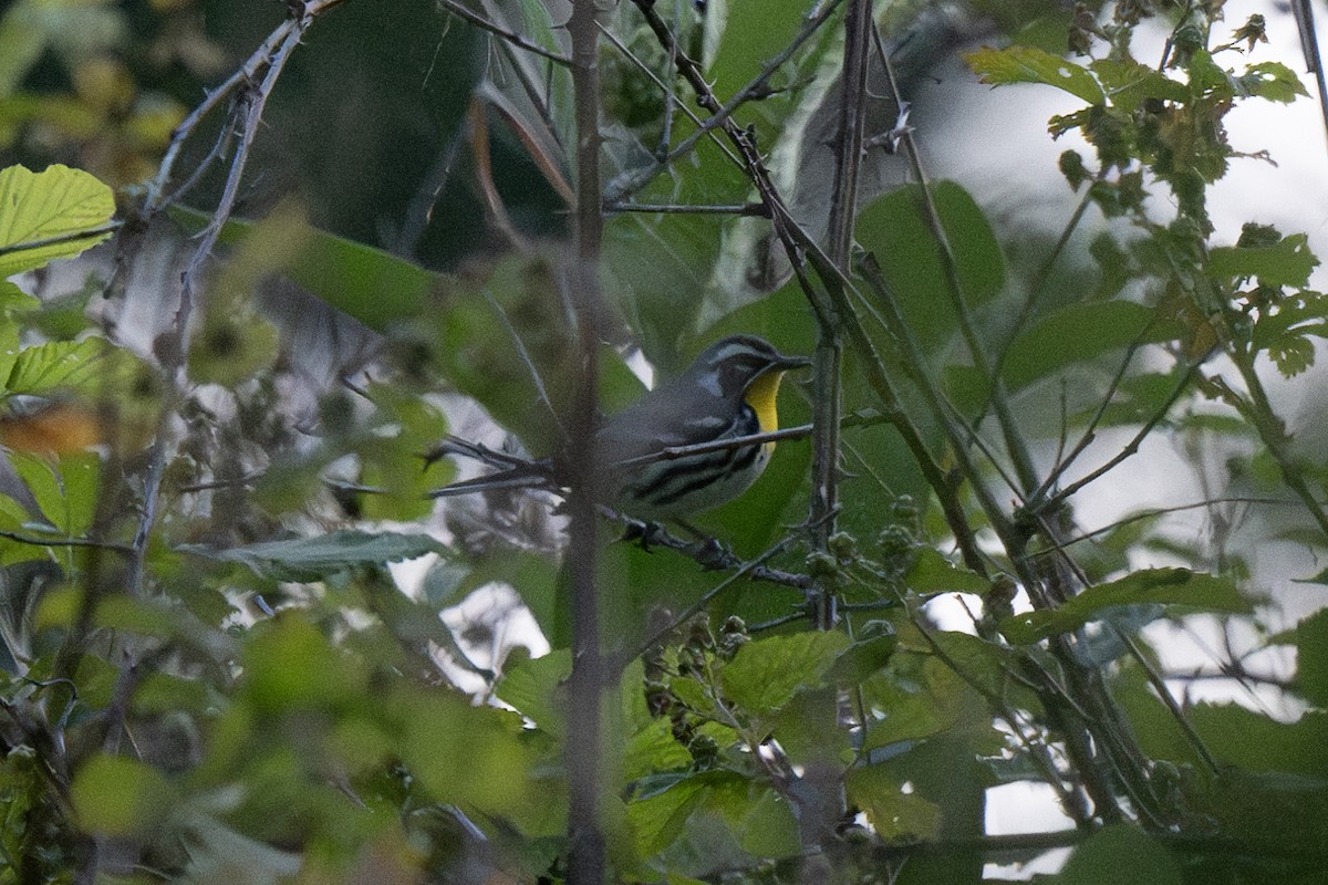 Yellow-throated Warbler - ML619867956