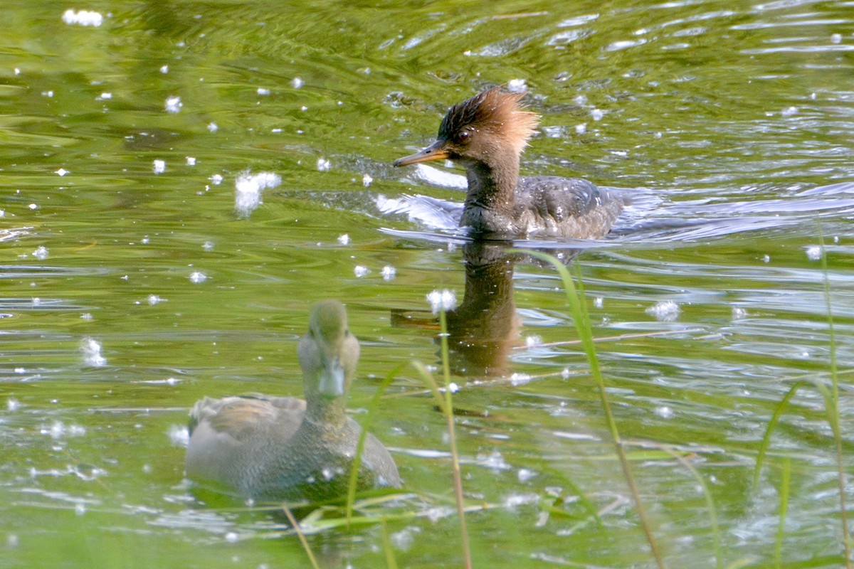 Hooded Merganser - ML619867957