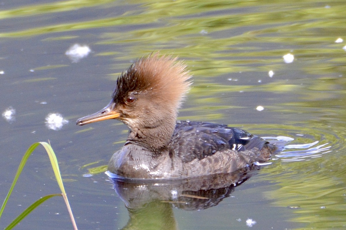 Hooded Merganser - ML619867958