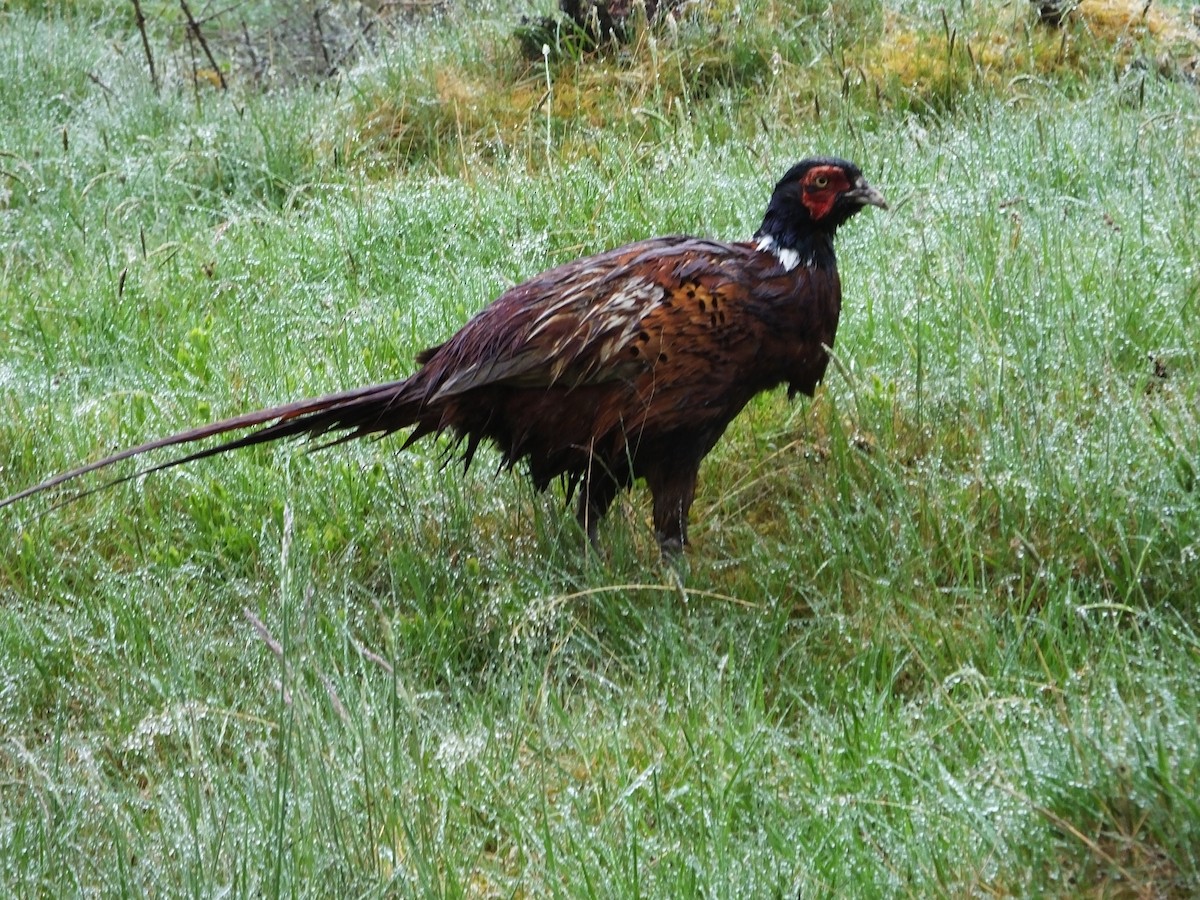 Ring-necked Pheasant - ML619867961