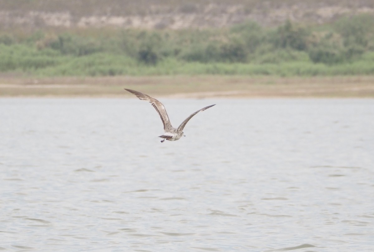 Gaviota Californiana - ML619867964