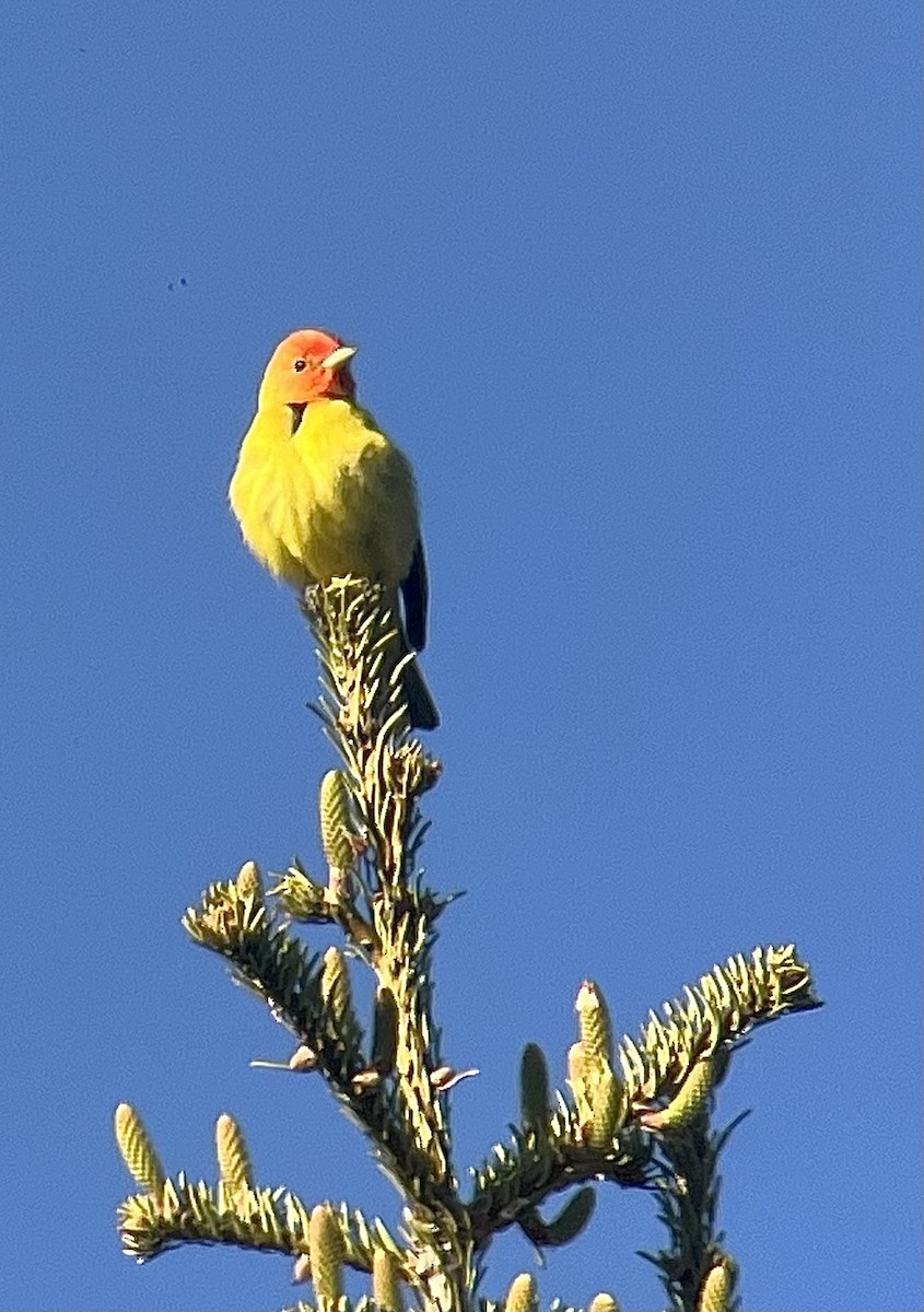 Western Tanager - ML619867973