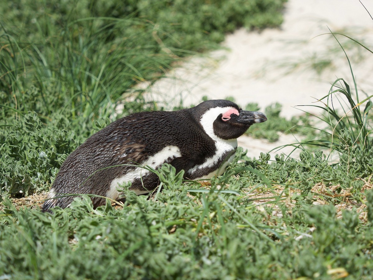 Pingüino de El Cabo - ML619867977