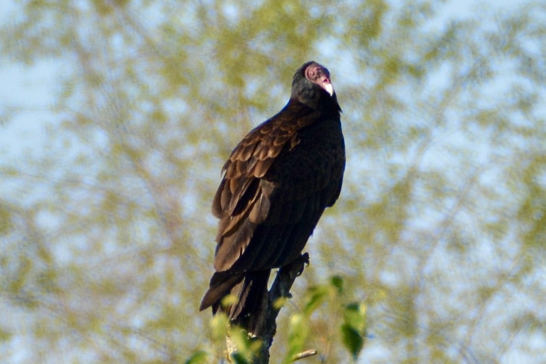 Turkey Vulture - ML619867991