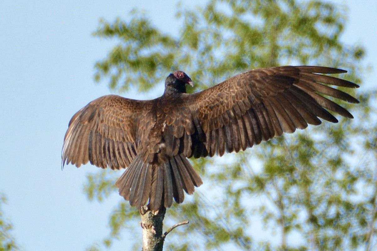 Turkey Vulture - ML619867992