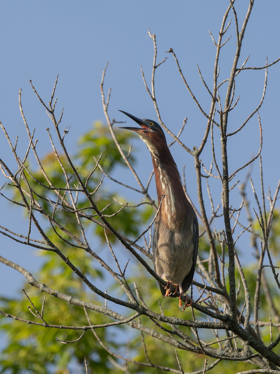 Green Heron - ML619868020