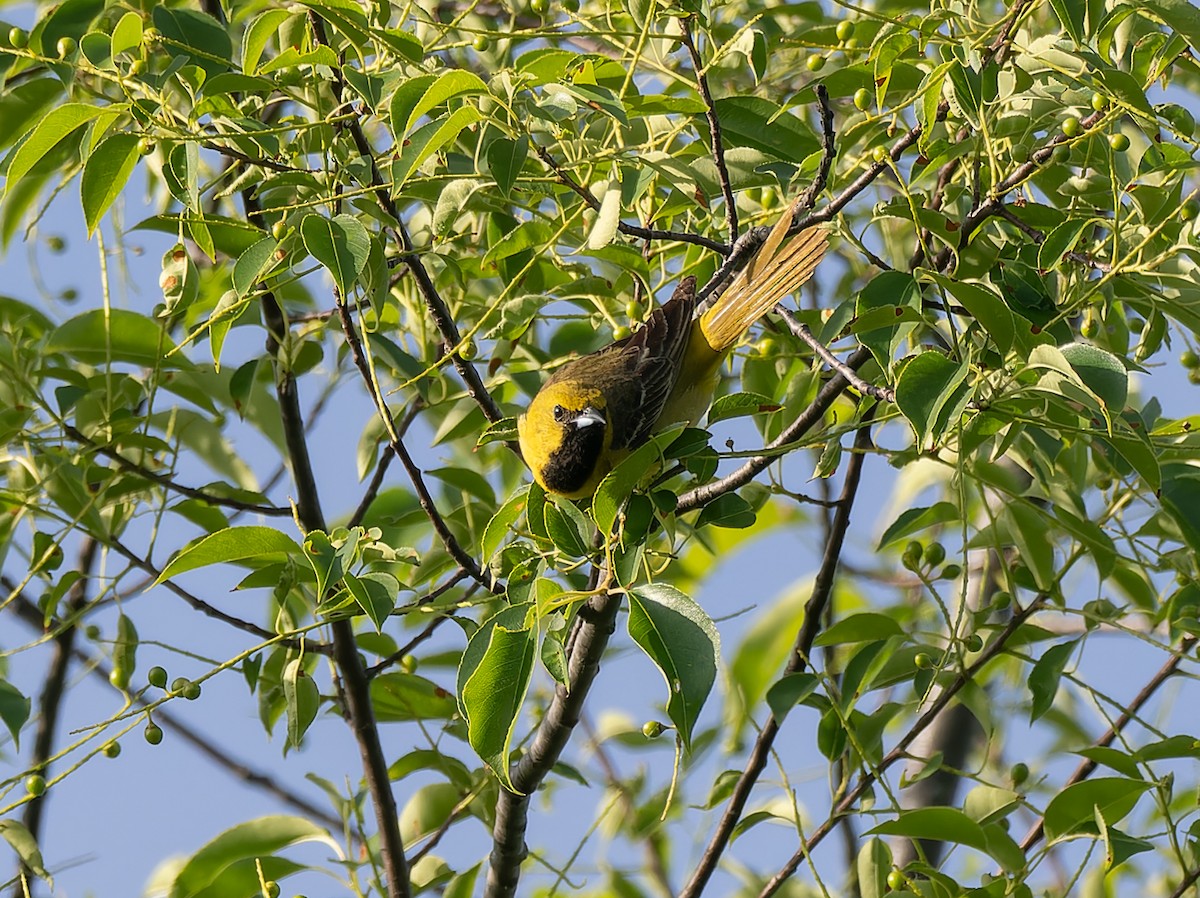 Orchard Oriole - ML619868022