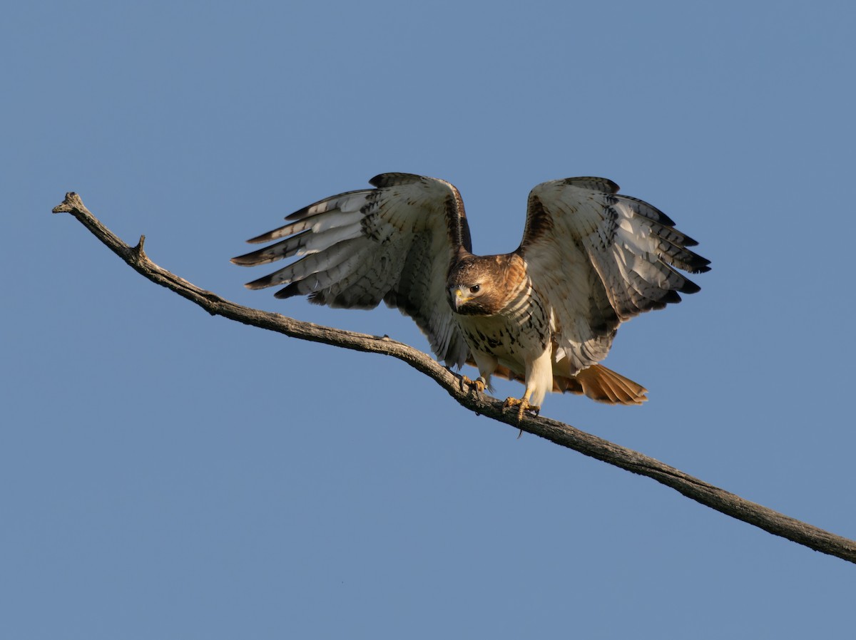 Red-tailed Hawk - ML619868023