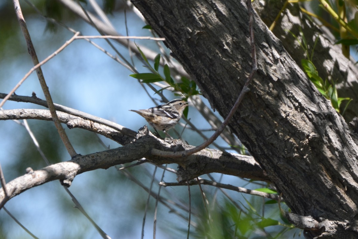 Black-and-white Warbler - ML619868025