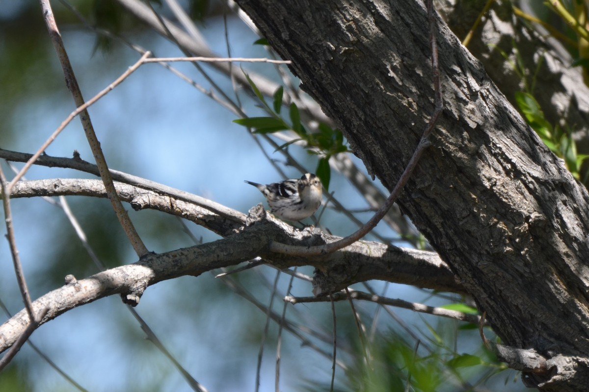 Black-and-white Warbler - ML619868026