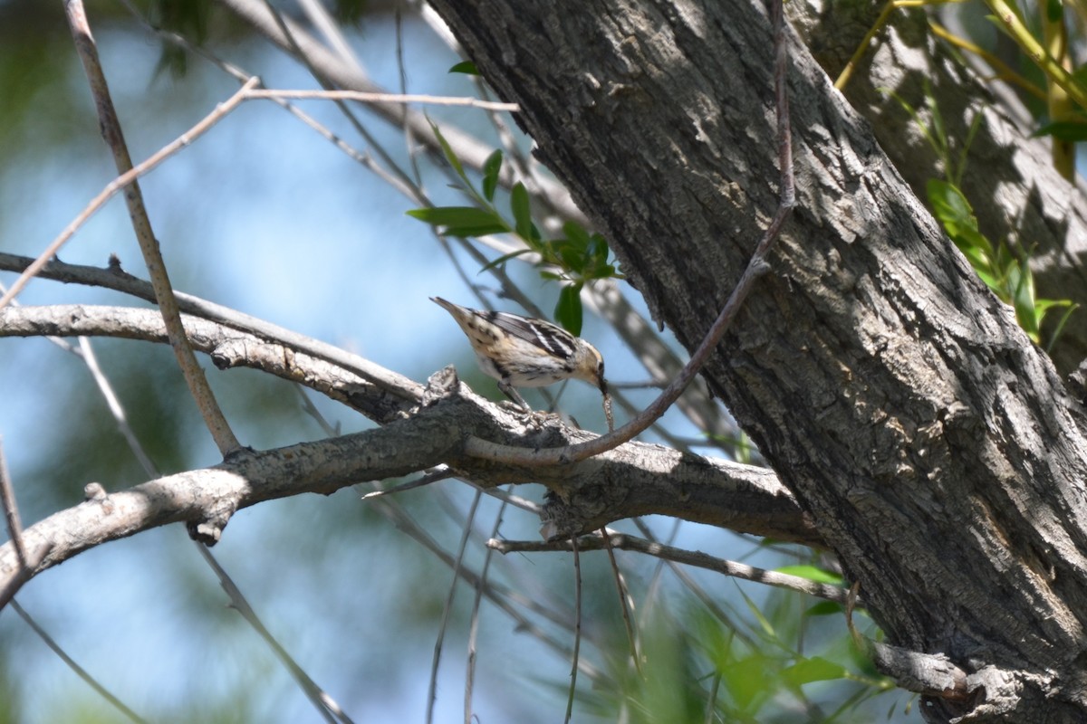 Black-and-white Warbler - ML619868027