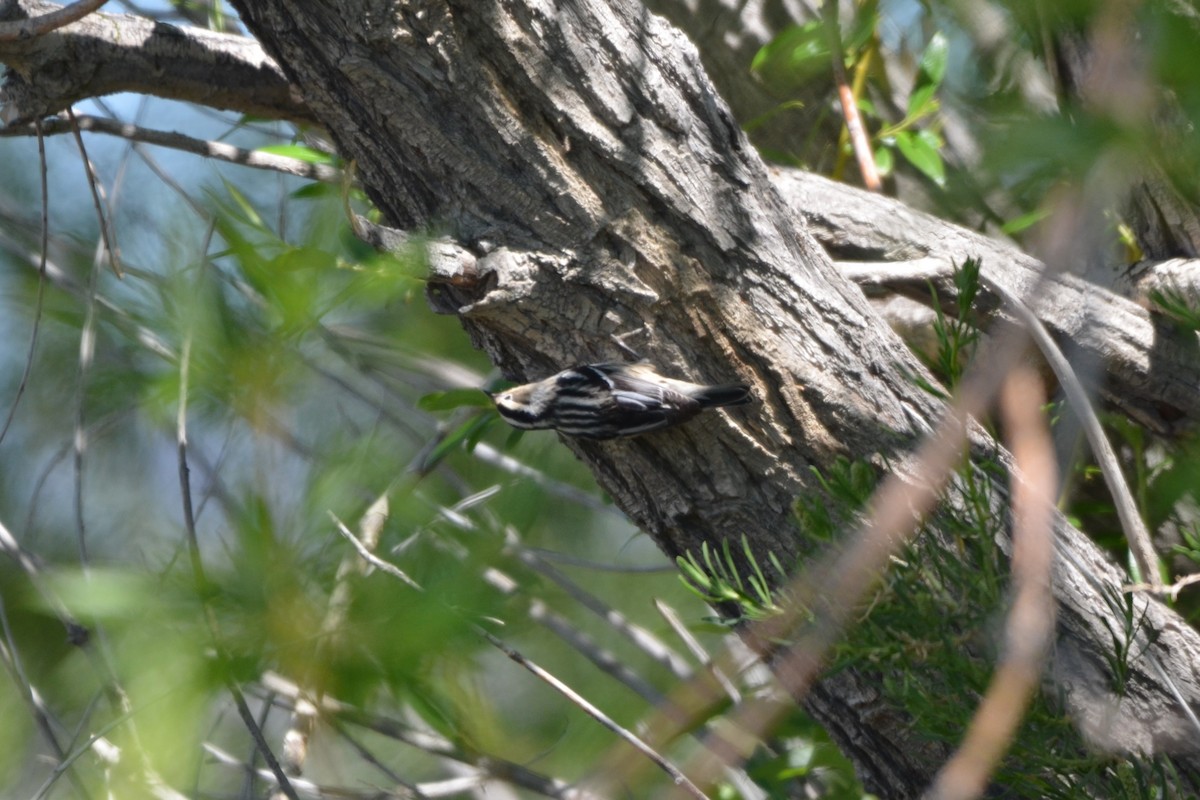 Black-and-white Warbler - ML619868028