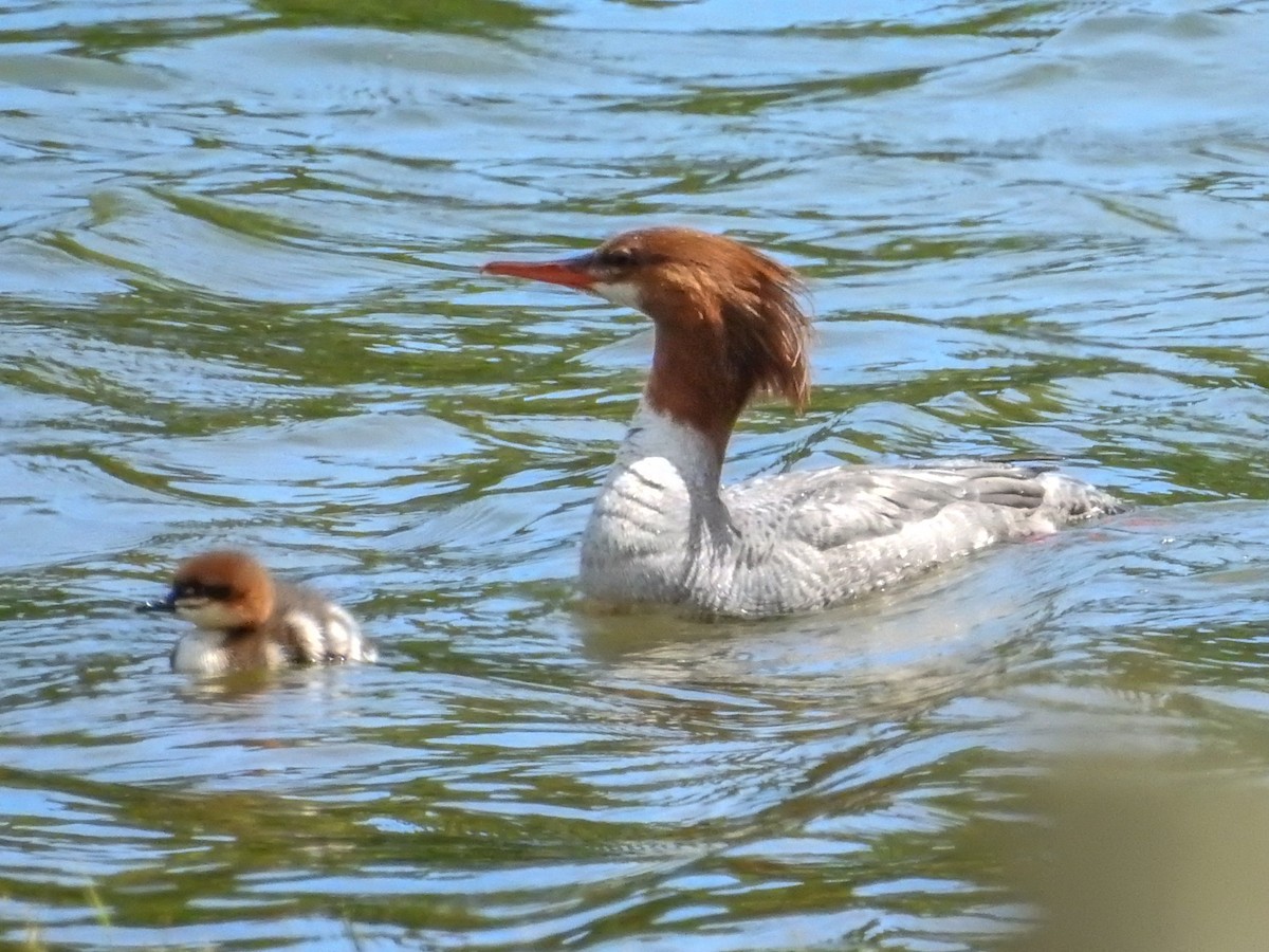 Common Merganser - ML619868032