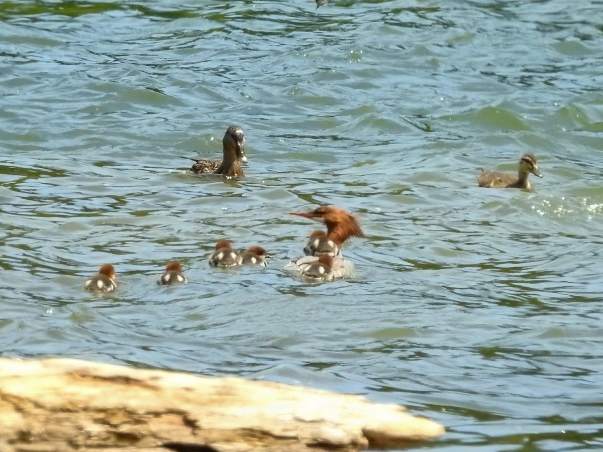 Common Merganser - ML619868045