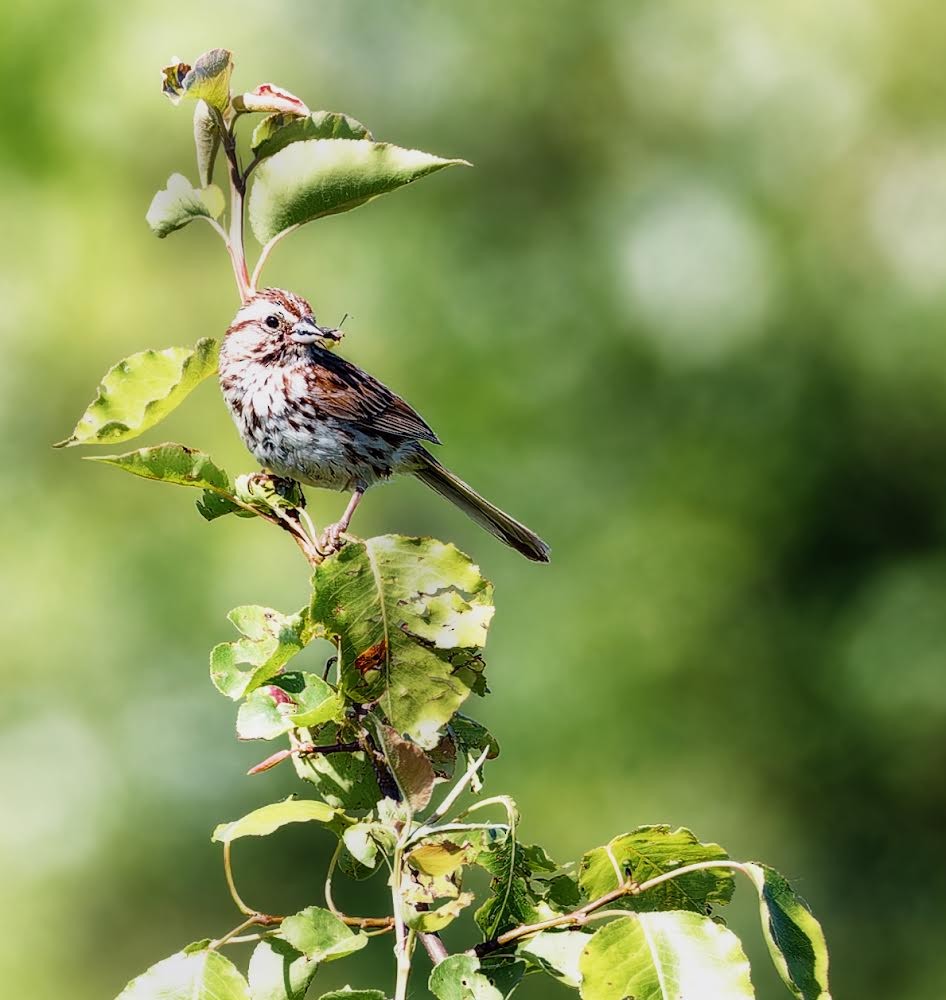 Song Sparrow - Becki Guy