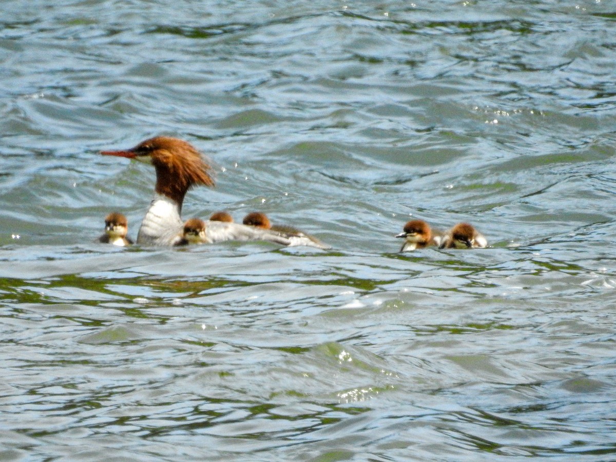 Common Merganser - ML619868053