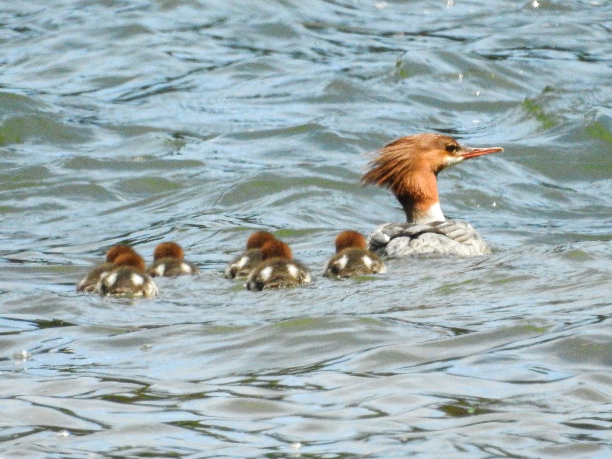 Common Merganser - ML619868069