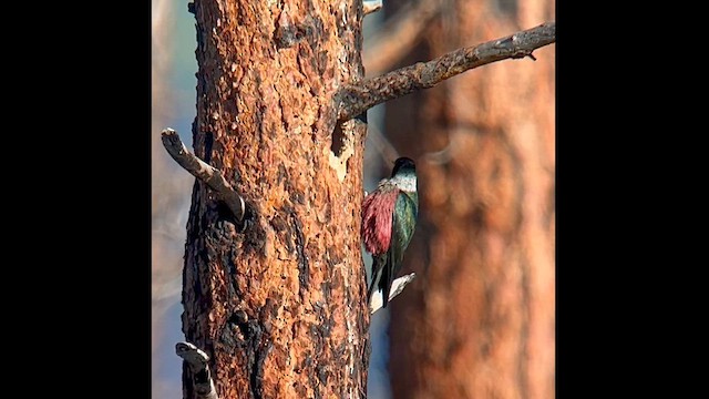 Lewis's Woodpecker - ML619868090