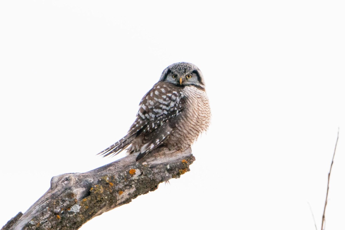 Northern Hawk Owl - ML619868112
