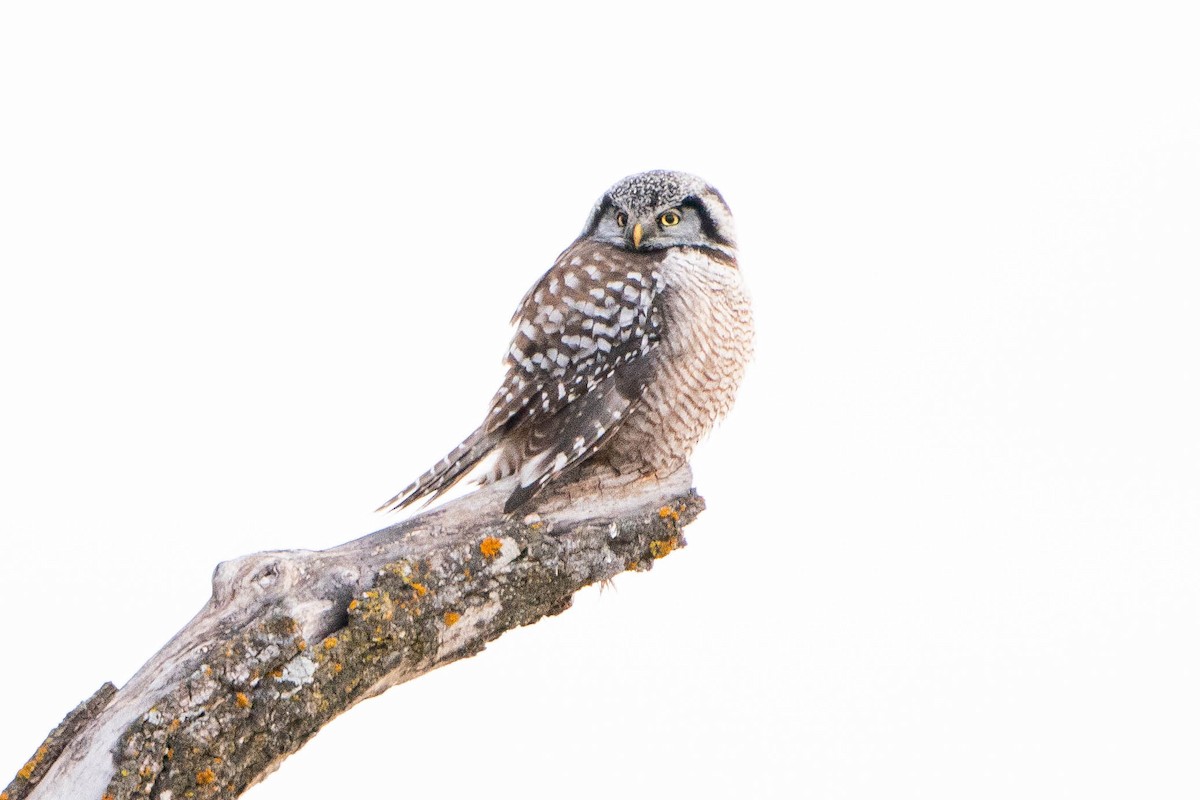 Northern Hawk Owl - ML619868114
