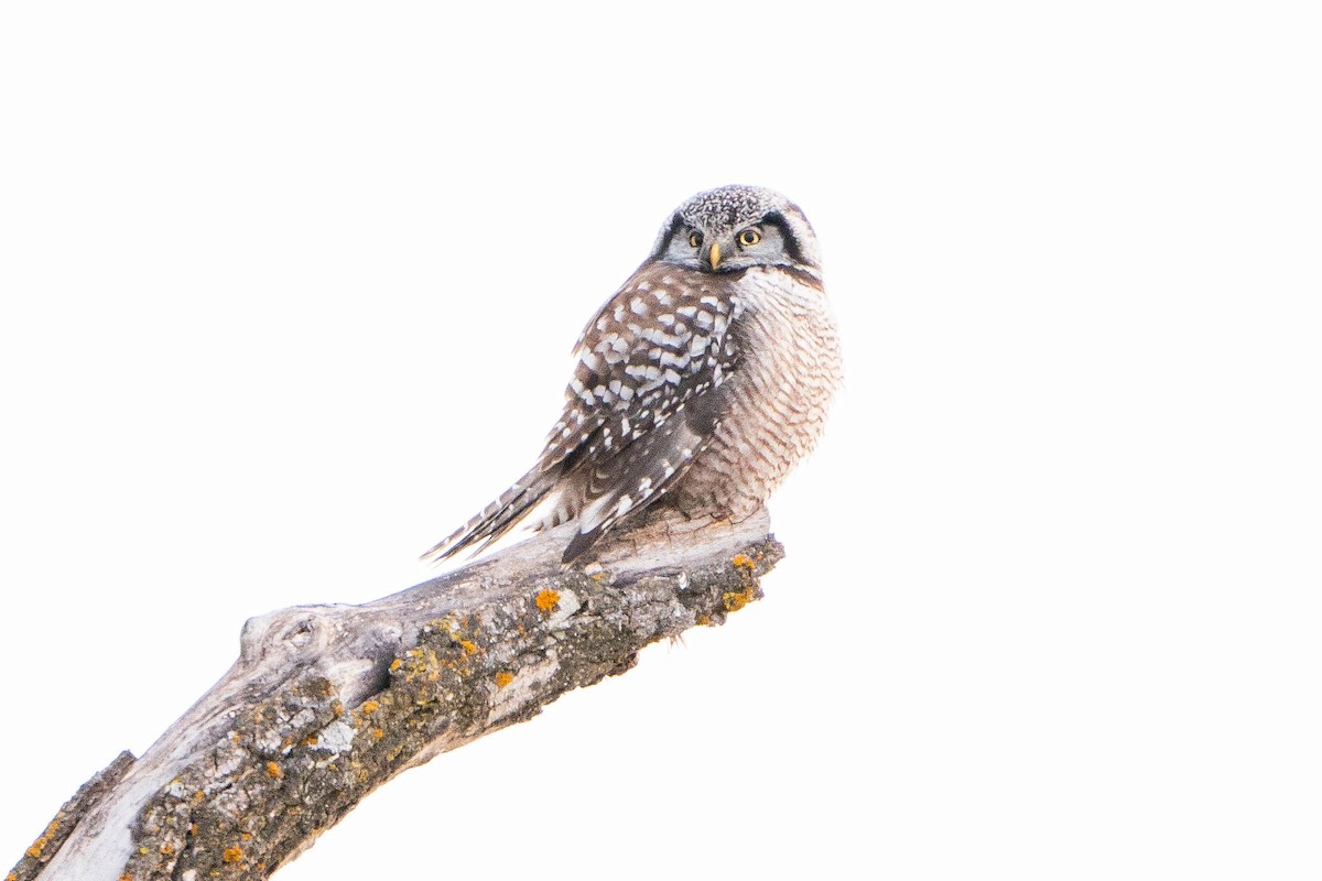 Northern Hawk Owl - ML619868115