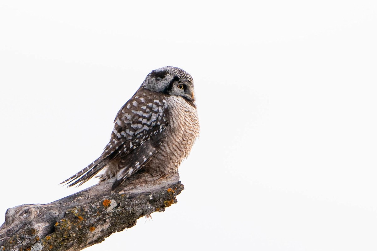 Northern Hawk Owl - ML619868116